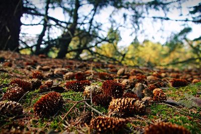 Close-up of pine cone on tree in forest