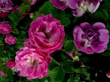 Close-up of pink roses