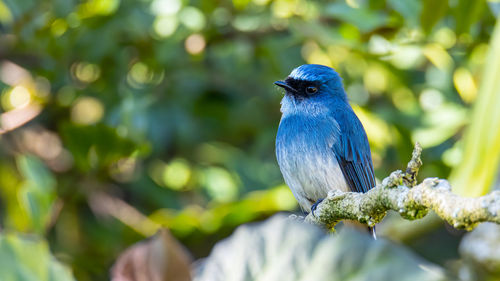 Close-up of bird perching on branch