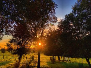 Trees on field against sky during sunset