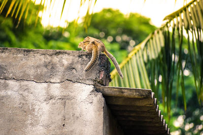 Close-up of lizard perching on wood