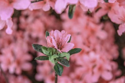 Close-up of pink flowering plant