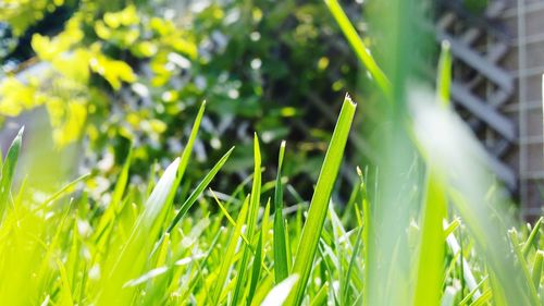 Close-up of grass growing on grassy field