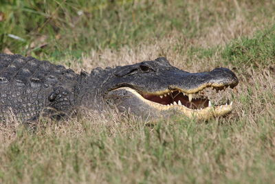 Close-up of dead animal on grass