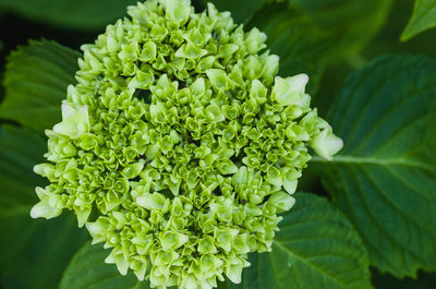 Close-up of flowers blooming outdoors