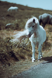 White horse standing on field