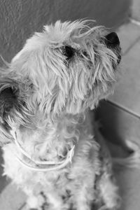 Close-up of dog sitting