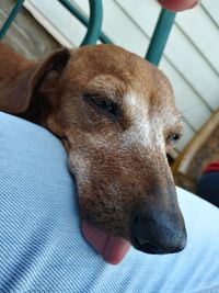 Close-up of dog looking away