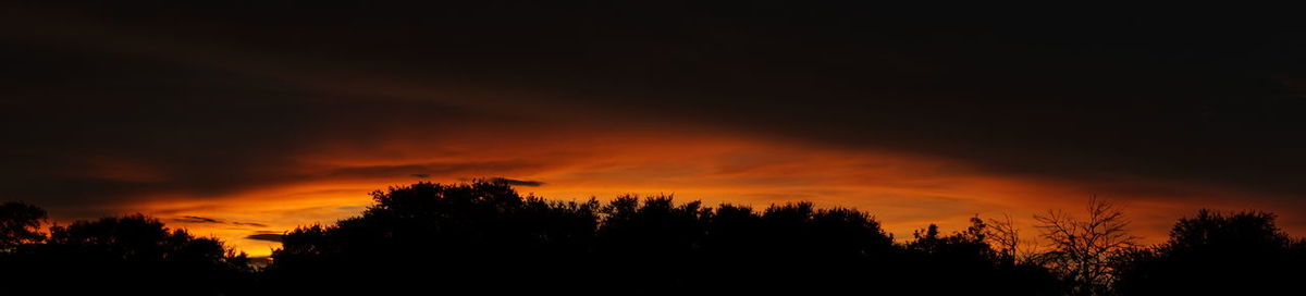 Silhouette of trees against dramatic sky