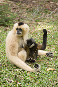 Close-up of monkey sitting on grass