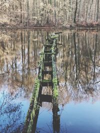 Reflection of trees in lake