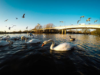 Swans swimming in lake