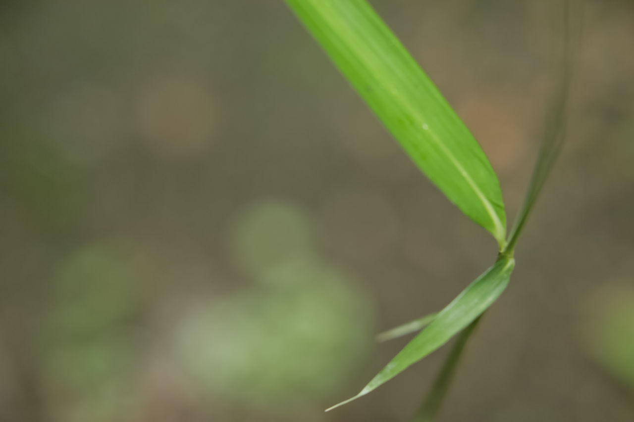 green, plant, grass, growth, close-up, nature, no people, focus on foreground, plant part, leaf, beauty in nature, macro photography, flower, freshness, day, plant stem, outdoors, selective focus, wet, land, tranquility, moisture, agriculture