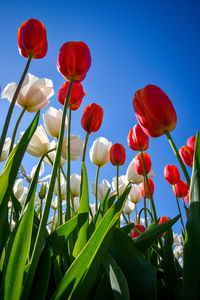 Low angle view of red flowering plants against sky