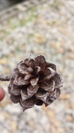 Close-up of hand holding flower against blurred background