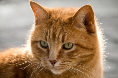 Close-up portrait of a cat