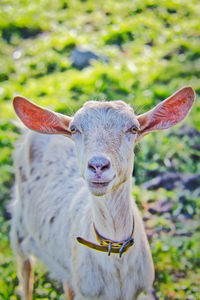 Close-up portrait of a goat on field