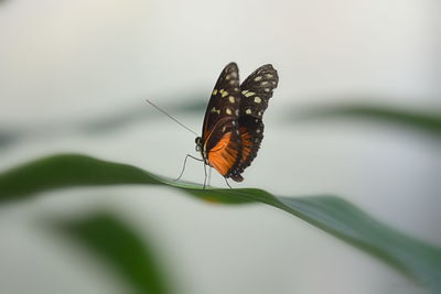 Butterfly on leaf