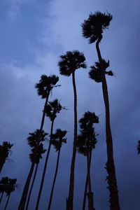 Low angle view of palm trees against sky