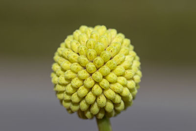 Close-up of acacia yellow flower against white background