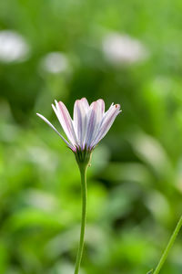 Close-up of pink flower