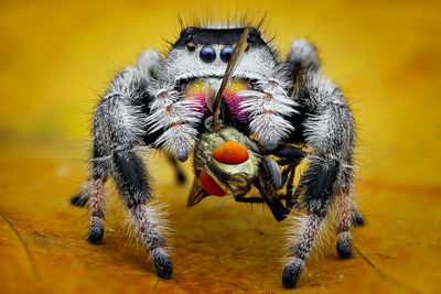 Close-up of spider