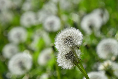 Close-up of white dandelion flower