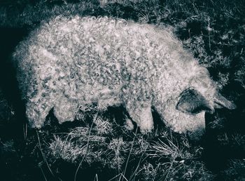 Close-up of sheep on grass