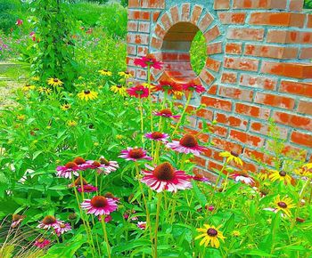 Close-up of red flowering plants