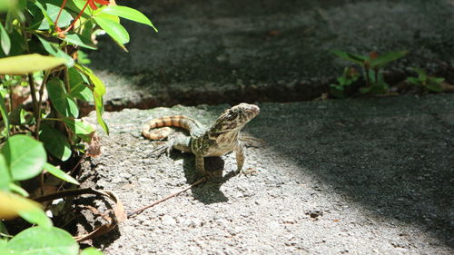 High angle view of insect