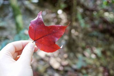 Close-up of hand holding maple leaves during autumn