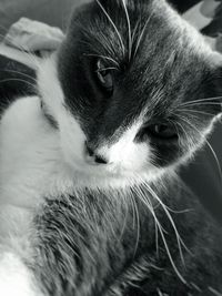 Close-up of cat