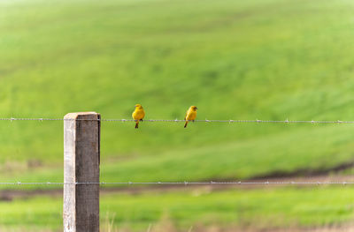 Birds perching on a fence