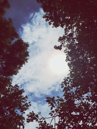 Low angle view of trees against sky