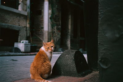 Portrait of a cat sitting