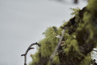 Close-up of moss growing on tree against sky