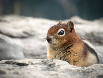 Close-up of a rabbit on rock