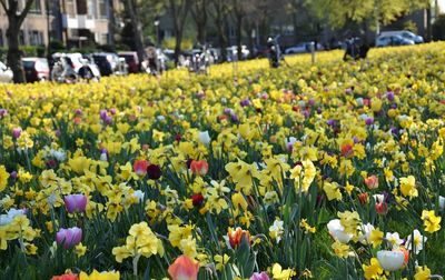 Close-up of multi colored tulips in field