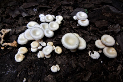 High angle view of mushrooms on field