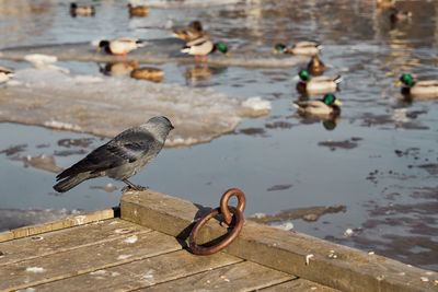 A black jackdaw looks at other birds from the bridge.