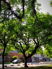 Trees by street in city against sky