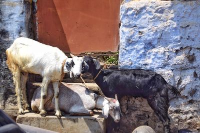 View of dogs drinking from wall