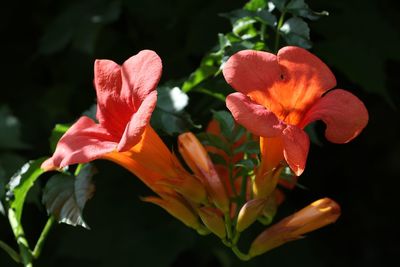 Close-up of orange flowers blooming outdoors