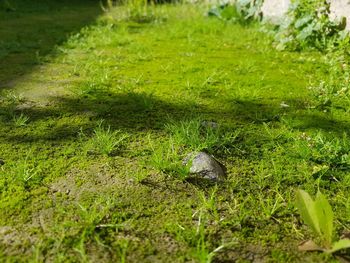 High angle view of snake on grassy field