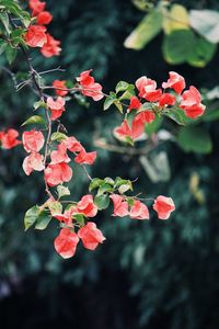 Close-up of red flowering plant