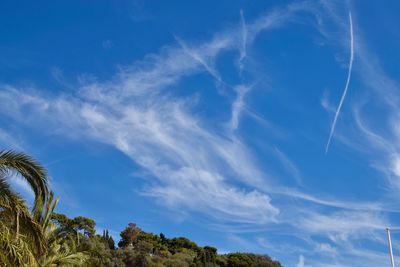 Low angle view of trees against blue sky