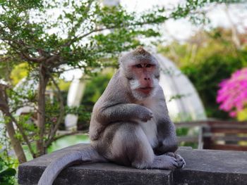 Monkey sitting on a tree