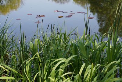 Plants growing in lake