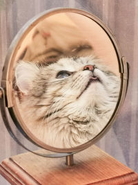 Close-up of cat sleeping