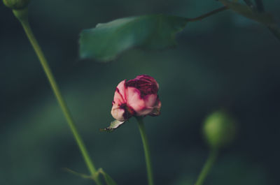 Close-up of pink flower growing outdoors